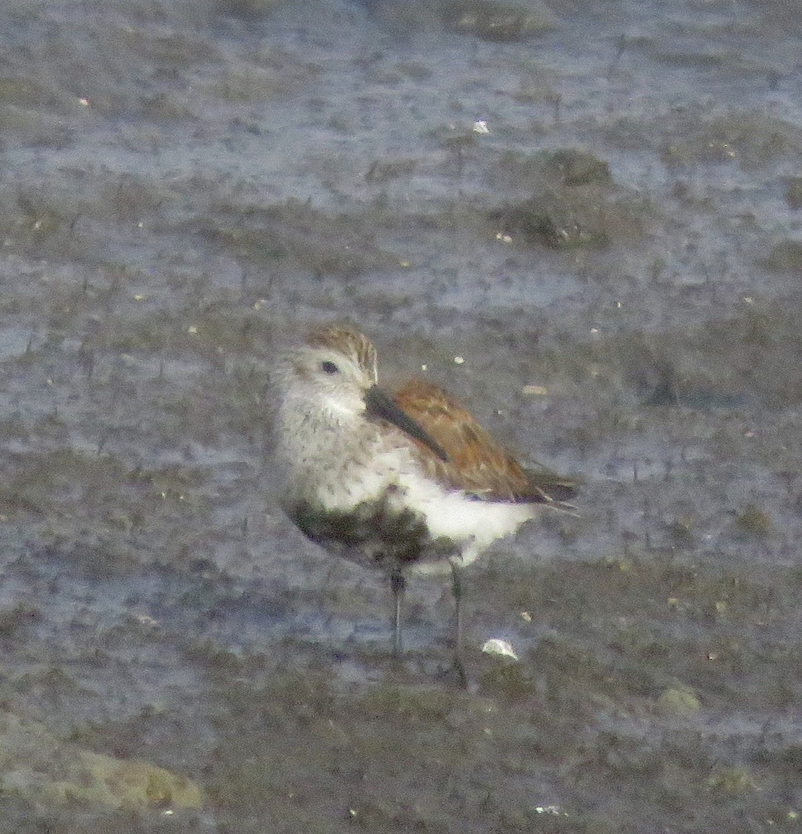 Хар элсэг - ML227168121