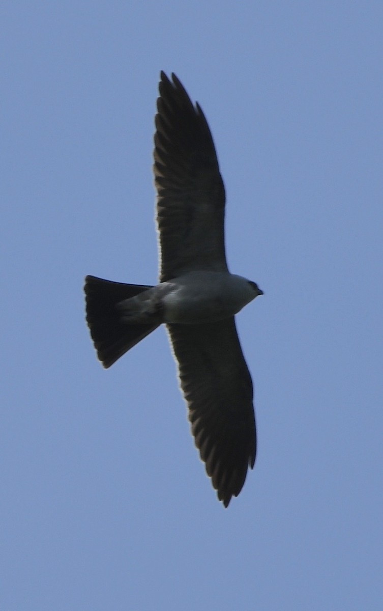 Mississippi Kite - ML227168141