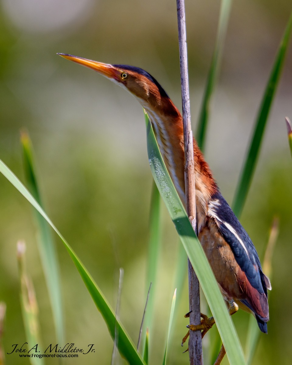 Least Bittern - ML227168631