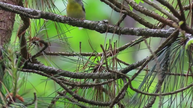 Northern Parula - ML227168661