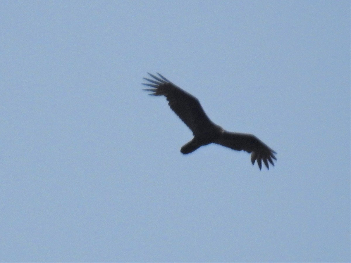Turkey Vulture (Northern) - ML227169311