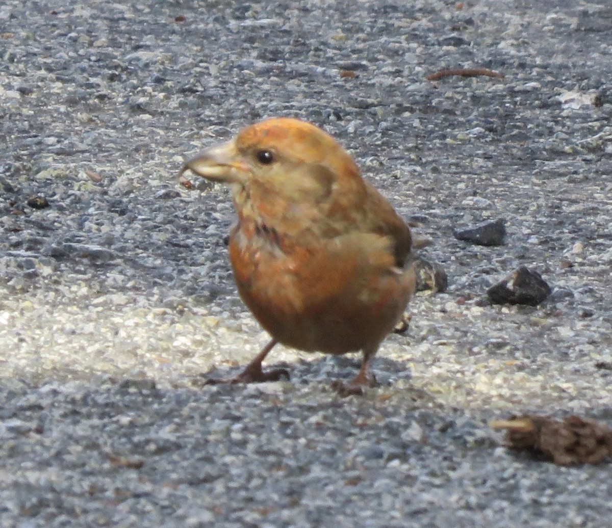 Гацуурын солбин хошуут - ML227169361