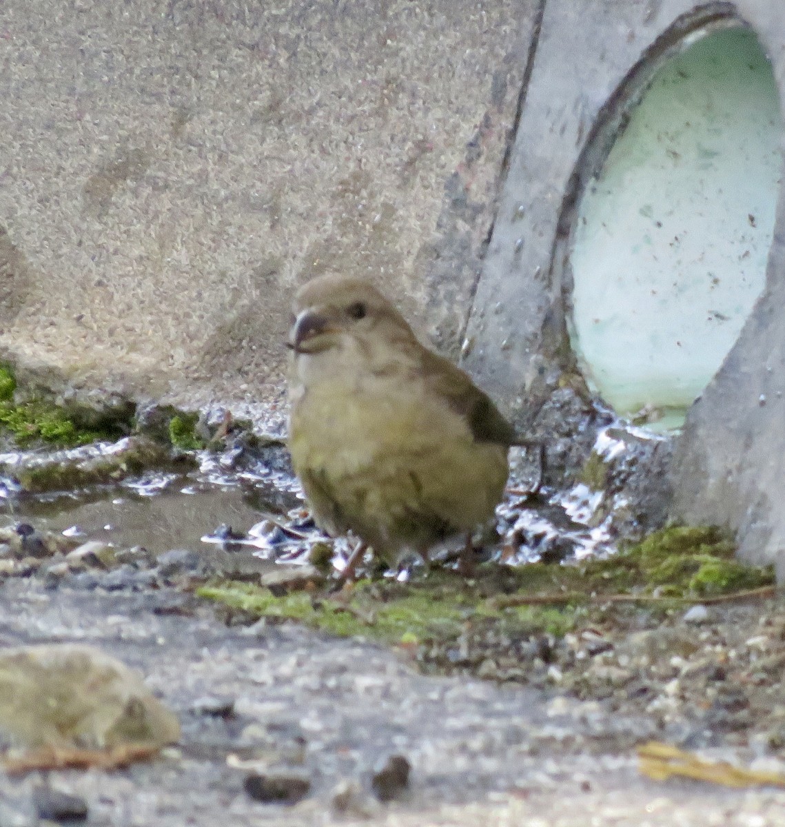 Гацуурын солбин хошуут - ML227169491