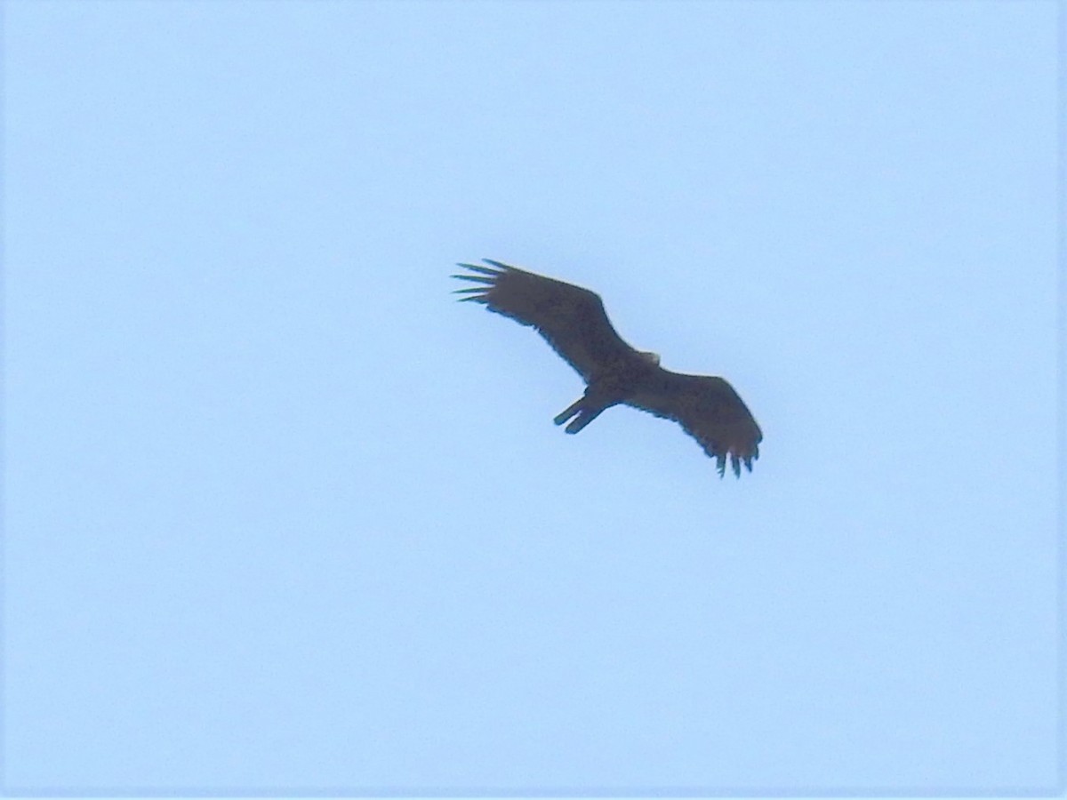 Turkey Vulture (Northern) - ML227169521