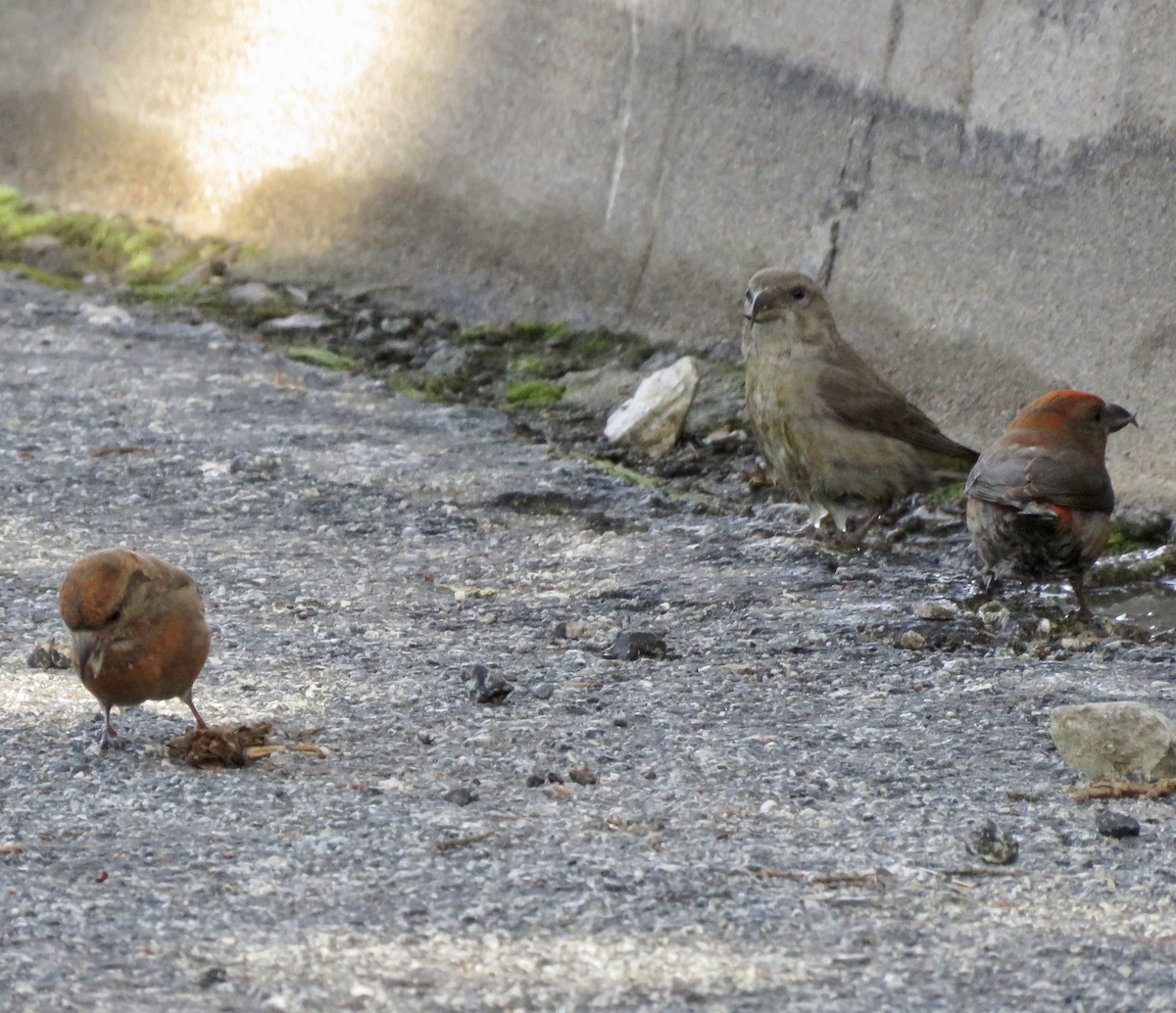 Гацуурын солбин хошуут - ML227169621