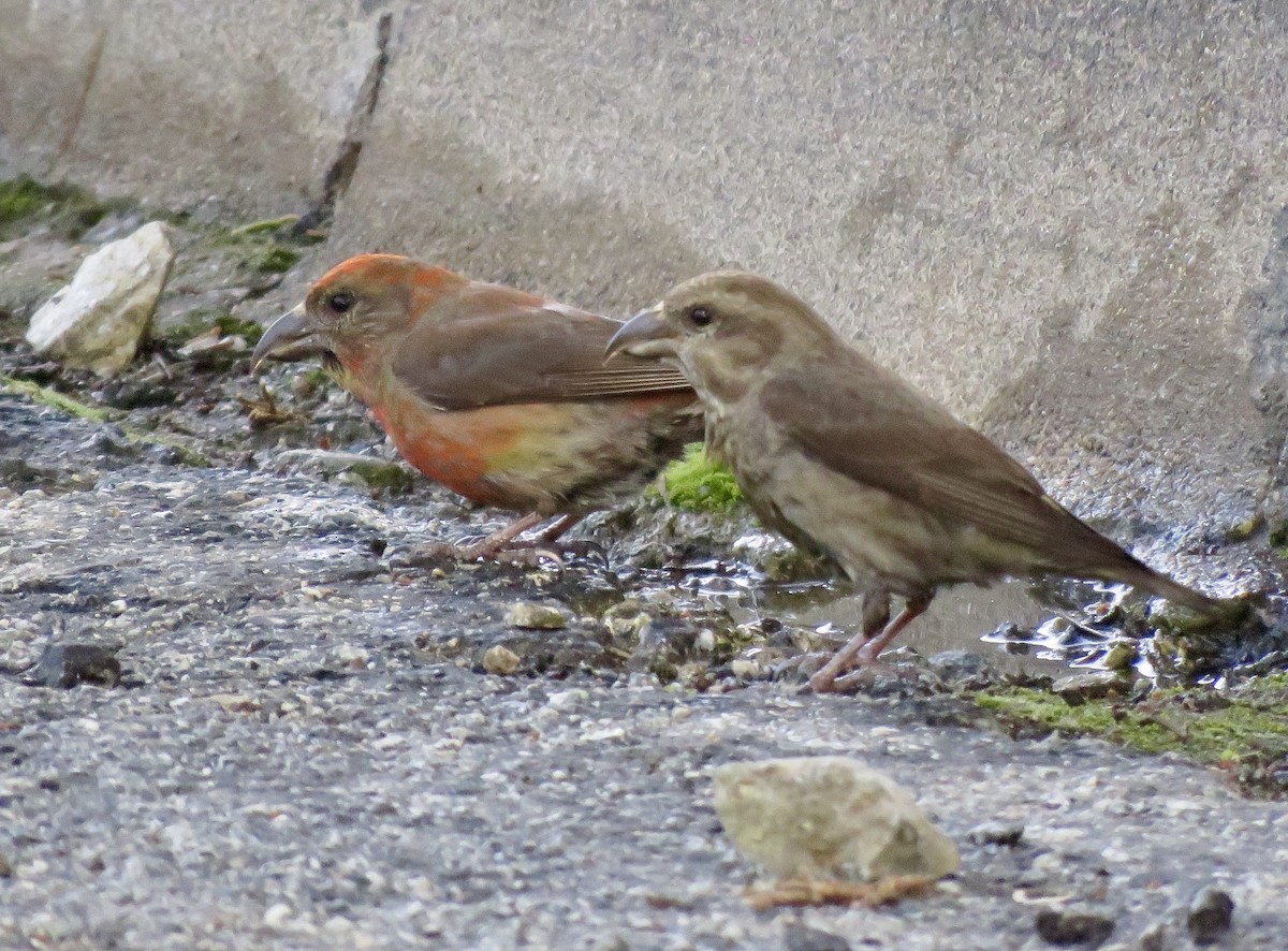 Гацуурын солбин хошуут - ML227169631