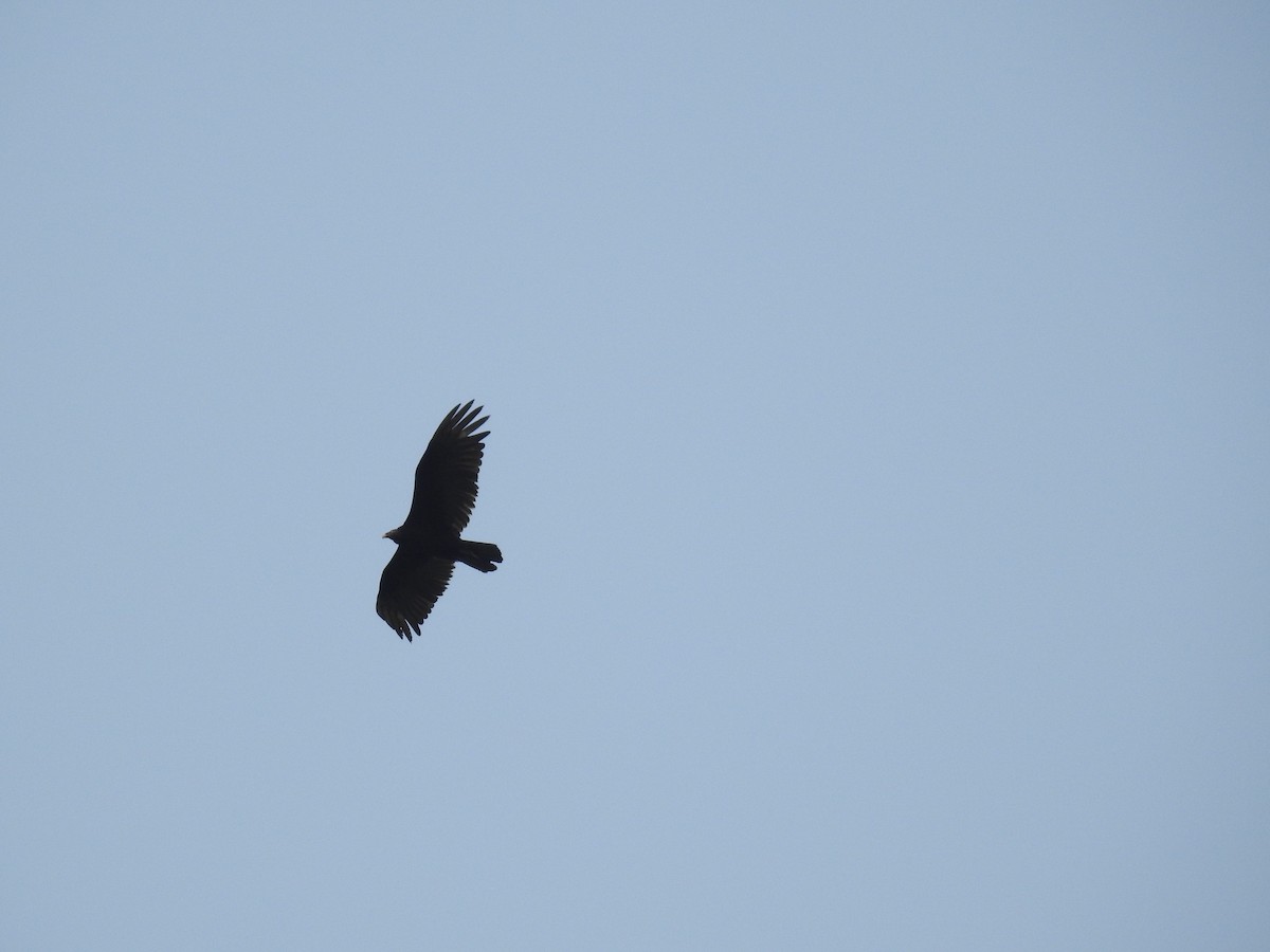 Turkey Vulture (Northern) - ML227169941