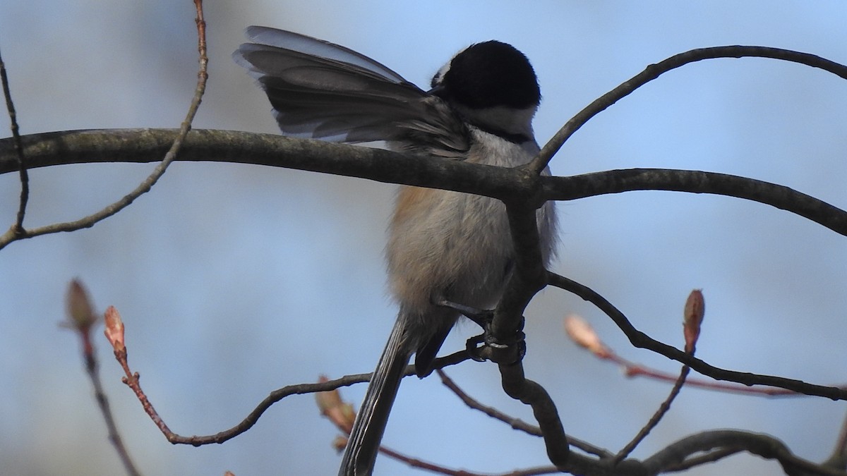 Black-capped Chickadee - ML227170951