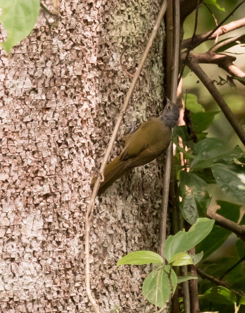 Shelley's Greenbul (Kakamega) - ML227171761