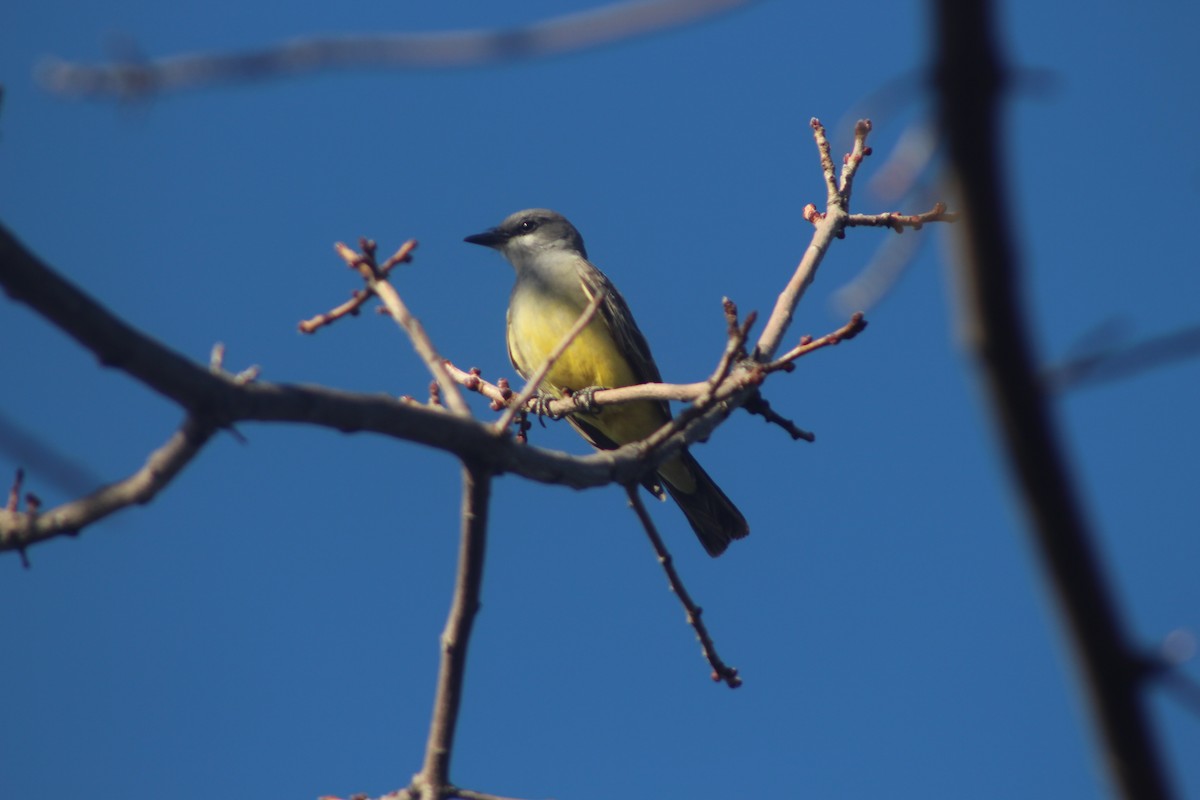 Cassin's Kingbird - ML22717201