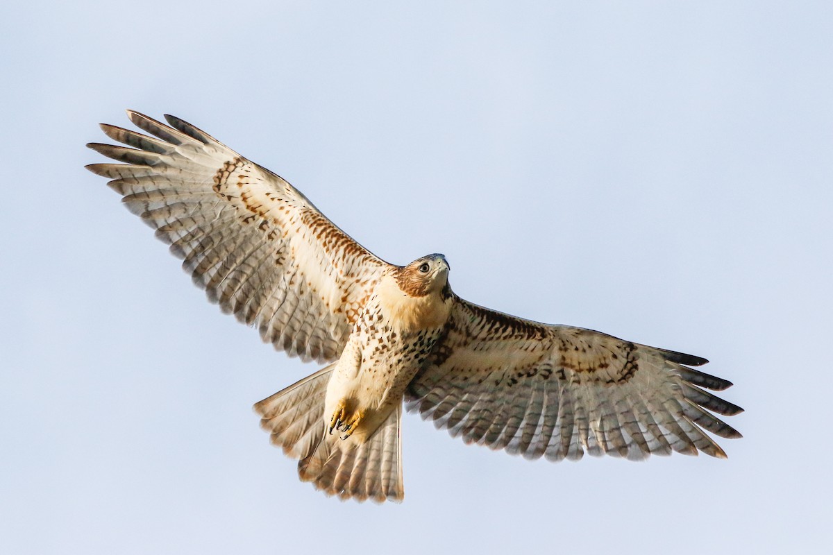 Red-tailed Hawk - ML227172281