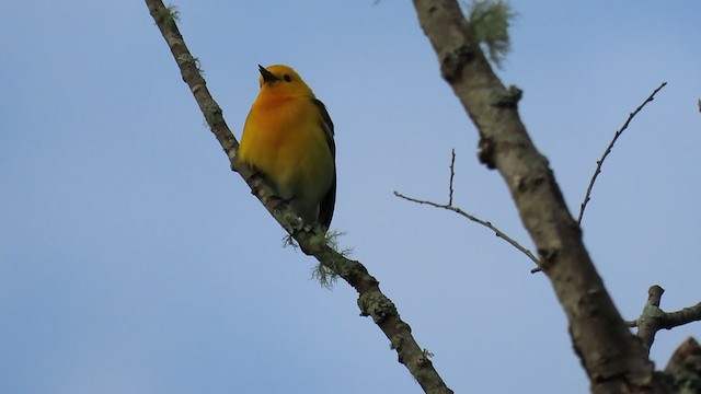 Prothonotary Warbler - ML227172821