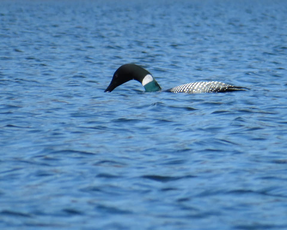 Common Loon - ML227173141