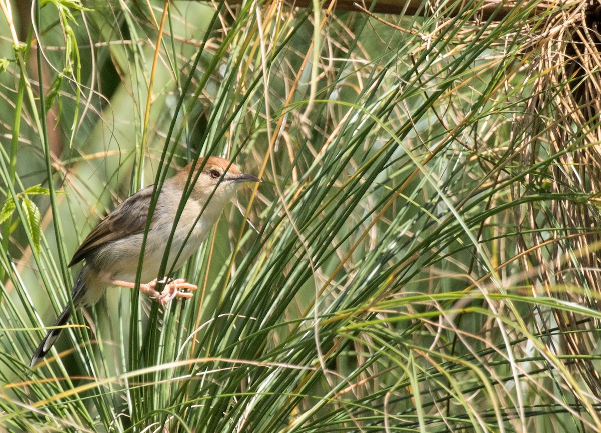 Carruthers's Cisticola - John Sterling