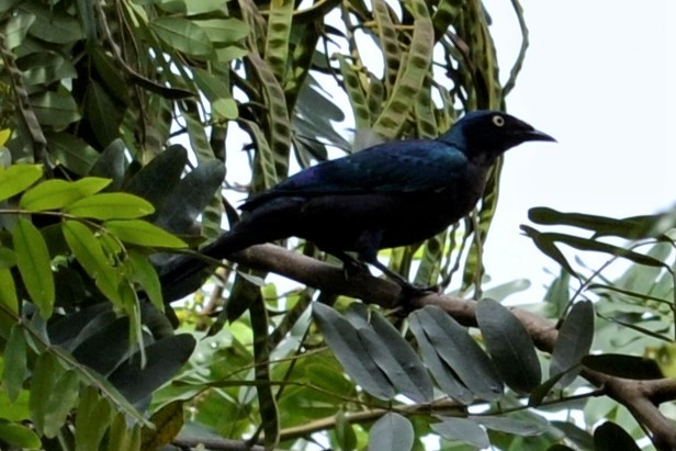 Splendid Starling - Régis Babin