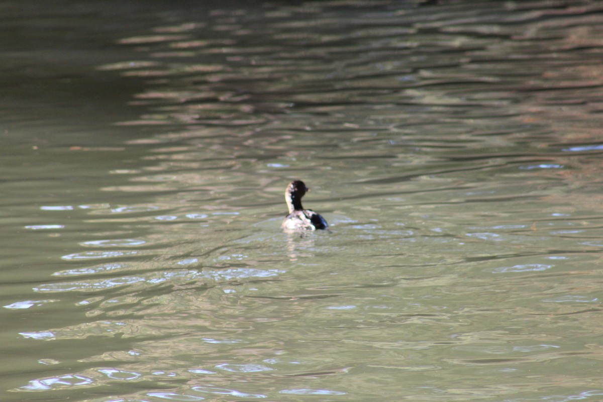 Pied-billed Grebe - ML22717421