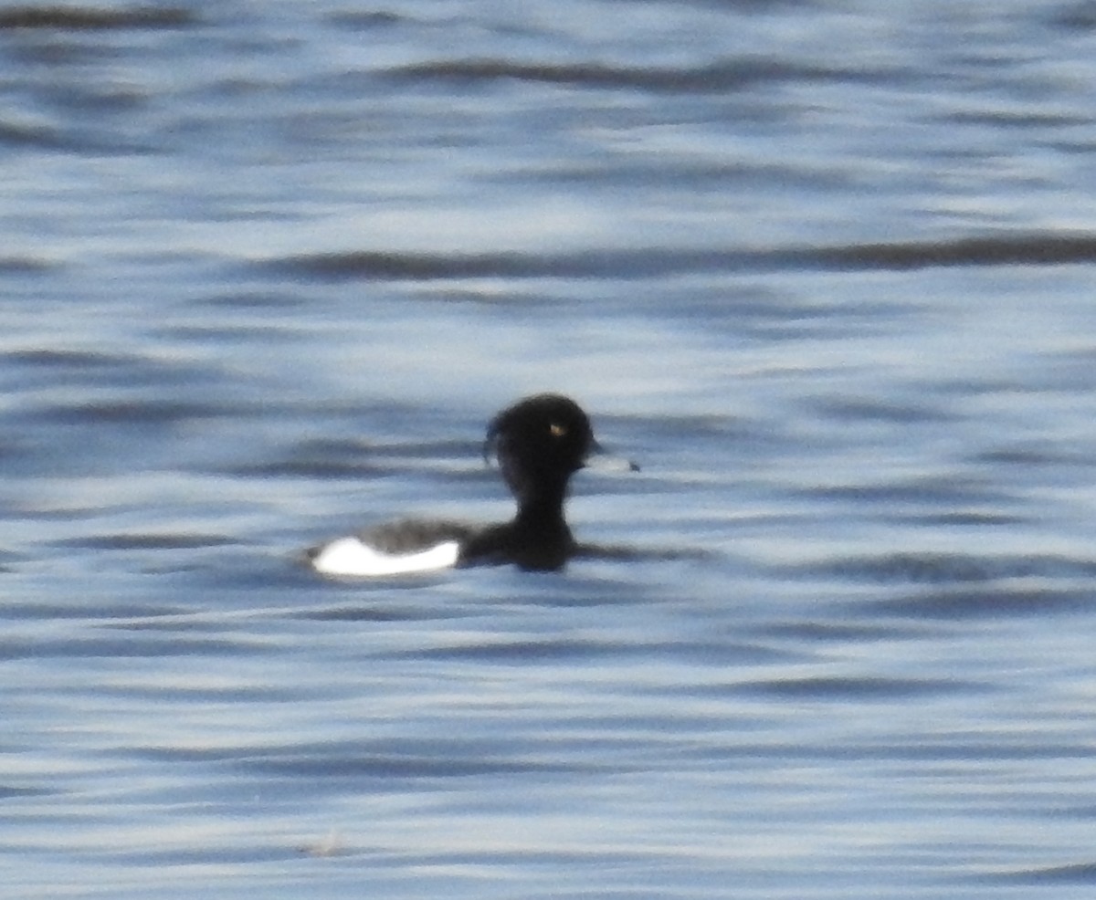 Tufted Duck - ML227177001