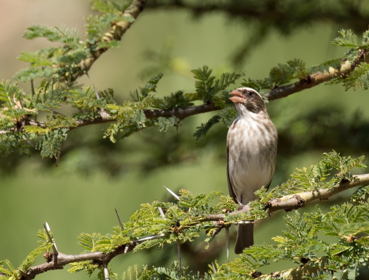 Stripe-breasted Seedeater - John Sterling
