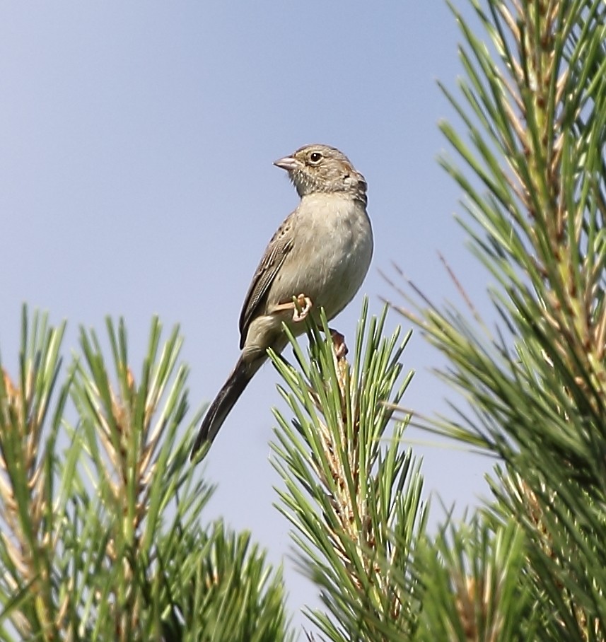 Cassin's Sparrow - ML227180491