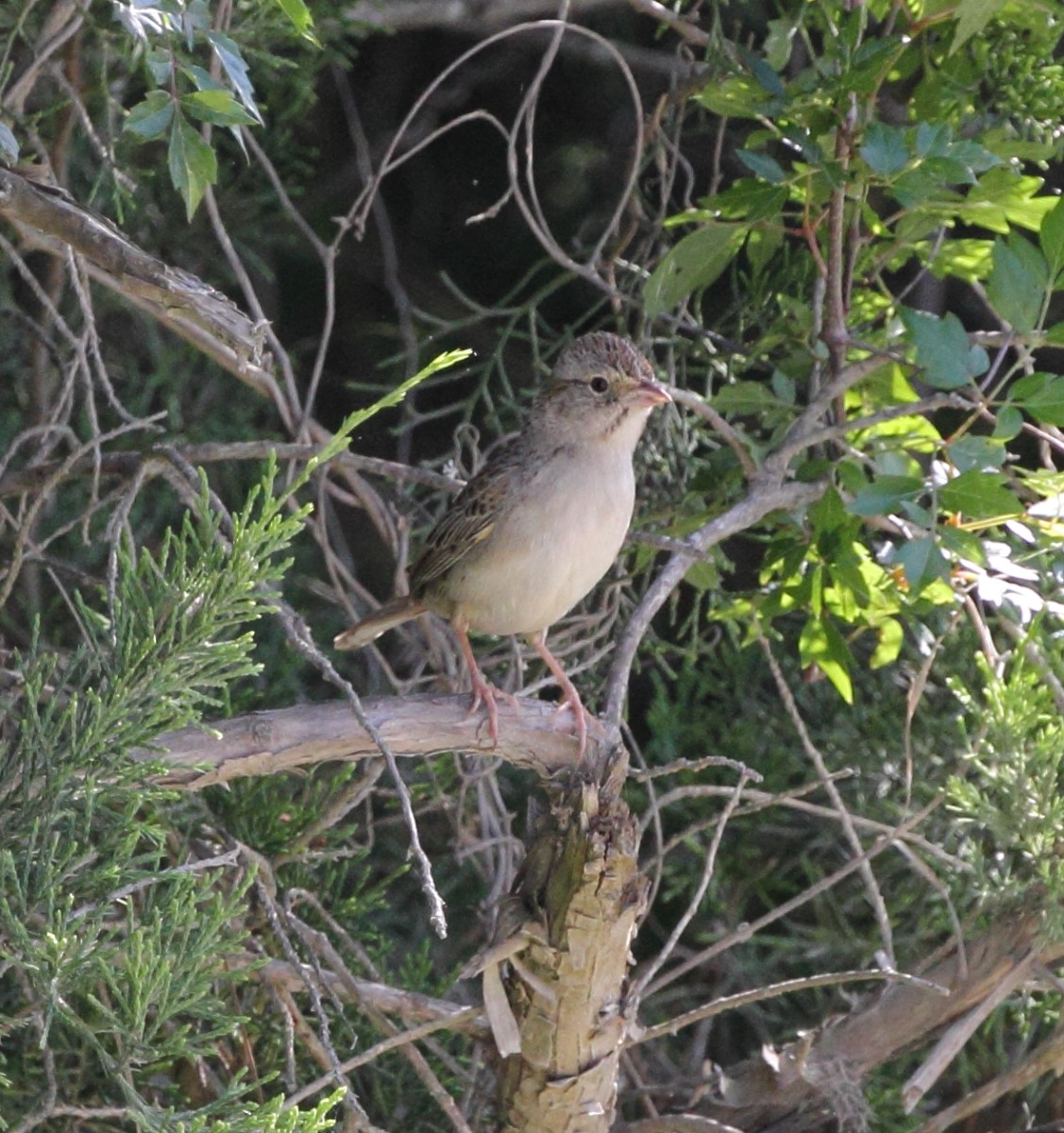 Cassin's Sparrow - ML227180501