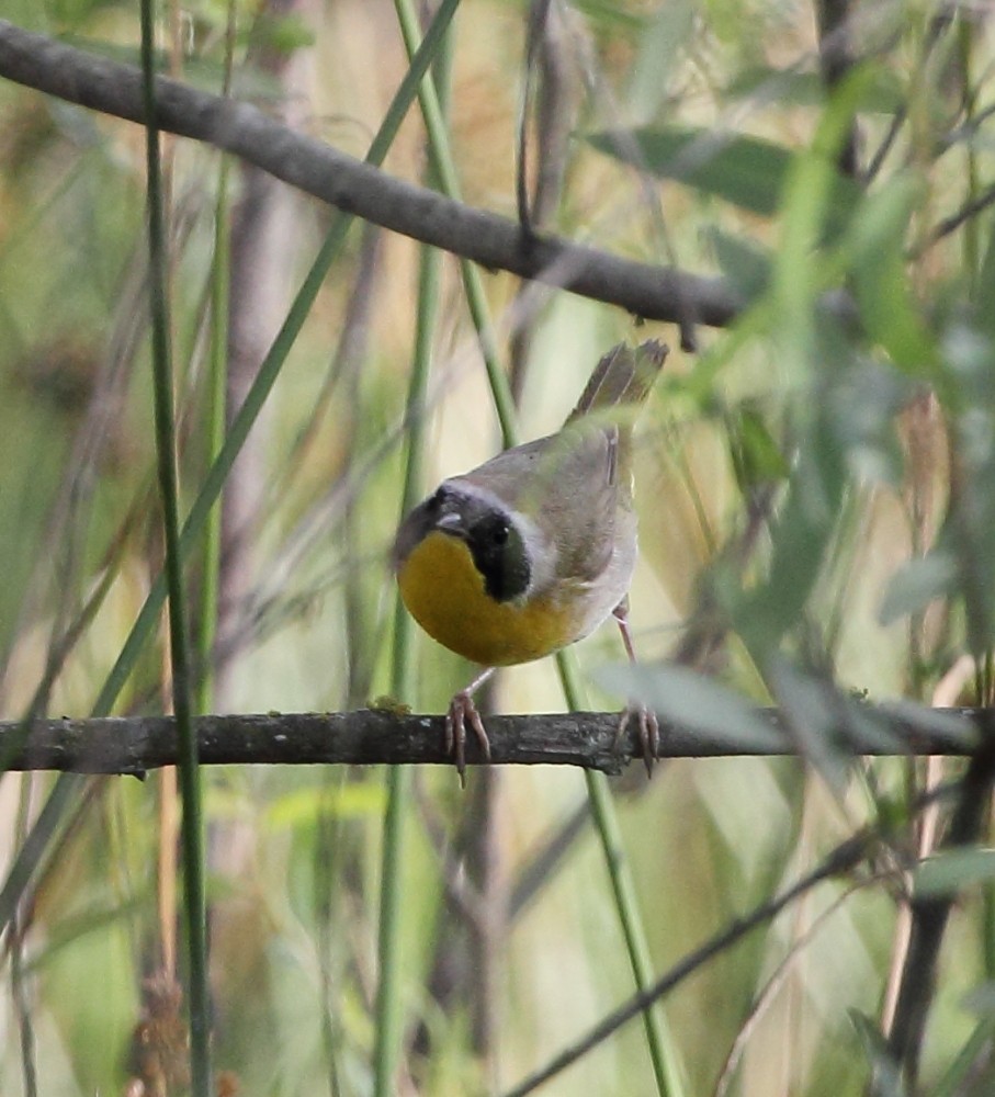 Common Yellowthroat - ML227180531