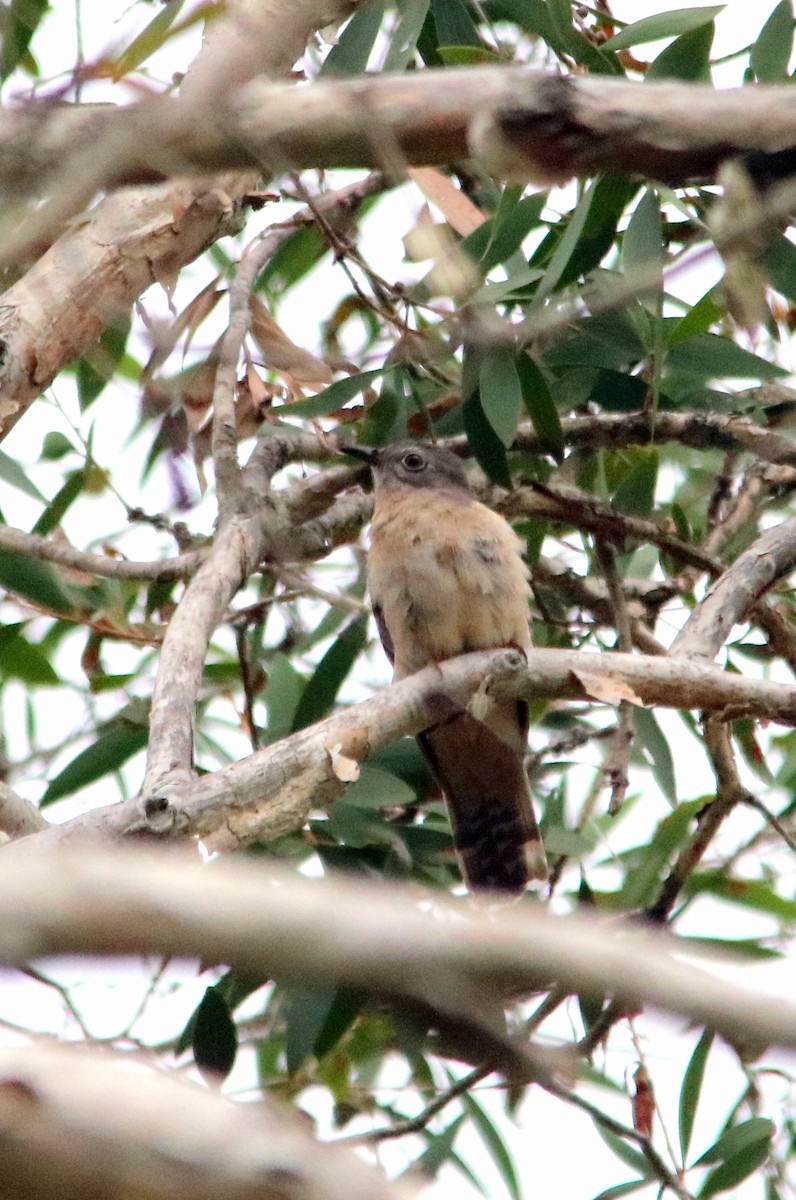 Brush Cuckoo - ML22718601