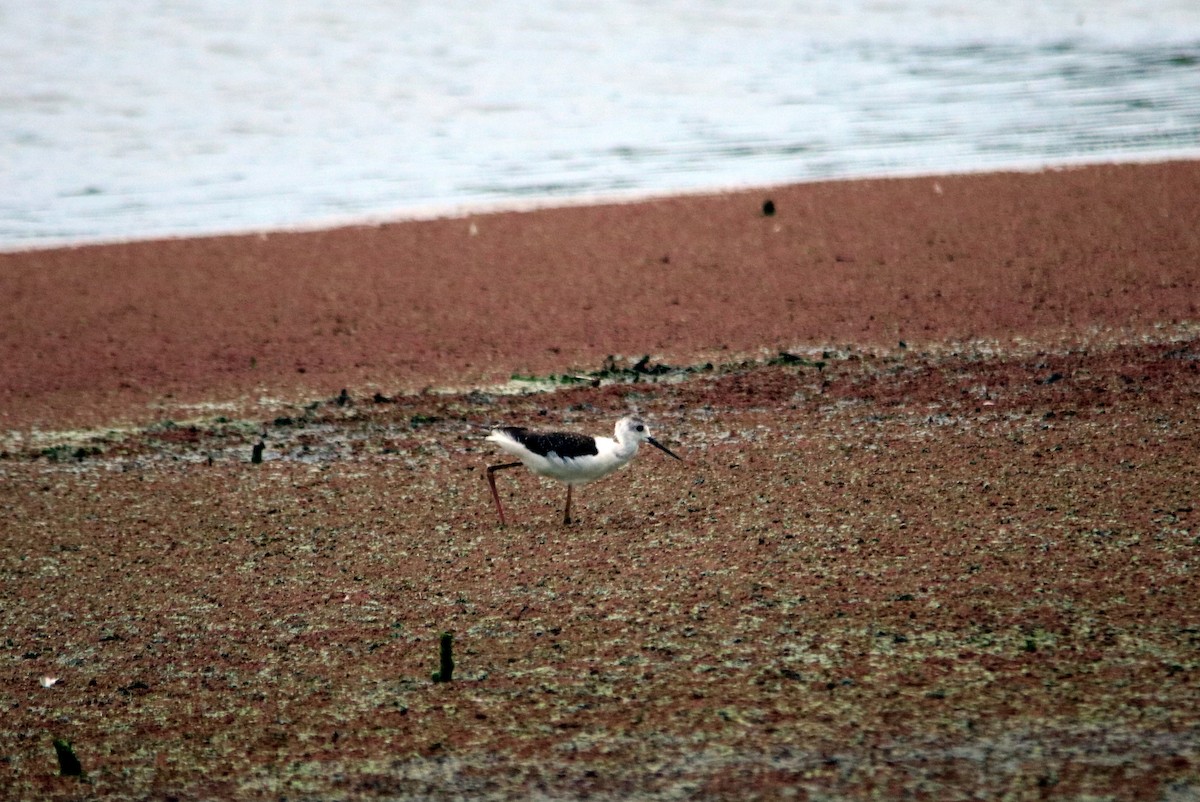 Pied Stilt - ML22718621