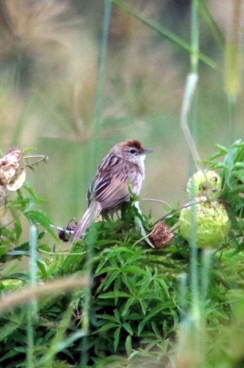 Tawny Grassbird - ML22718631