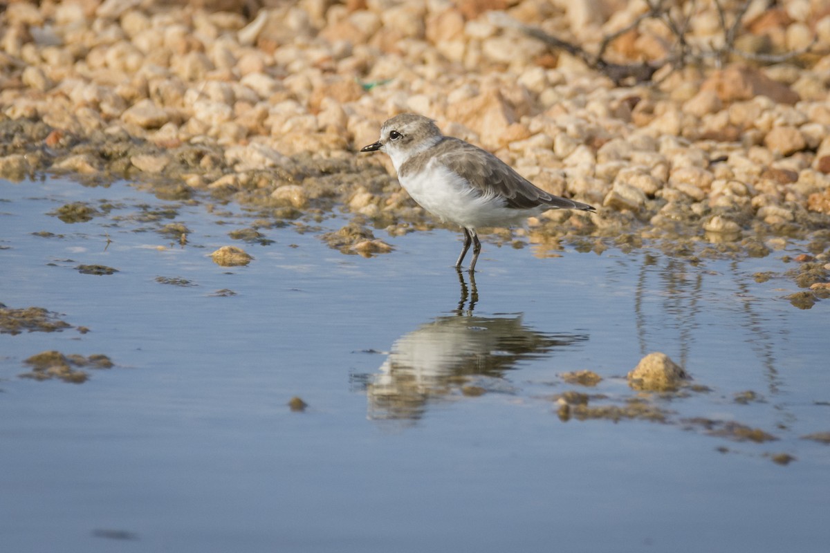 Kentish Plover - Fátima Garrido Ceacero