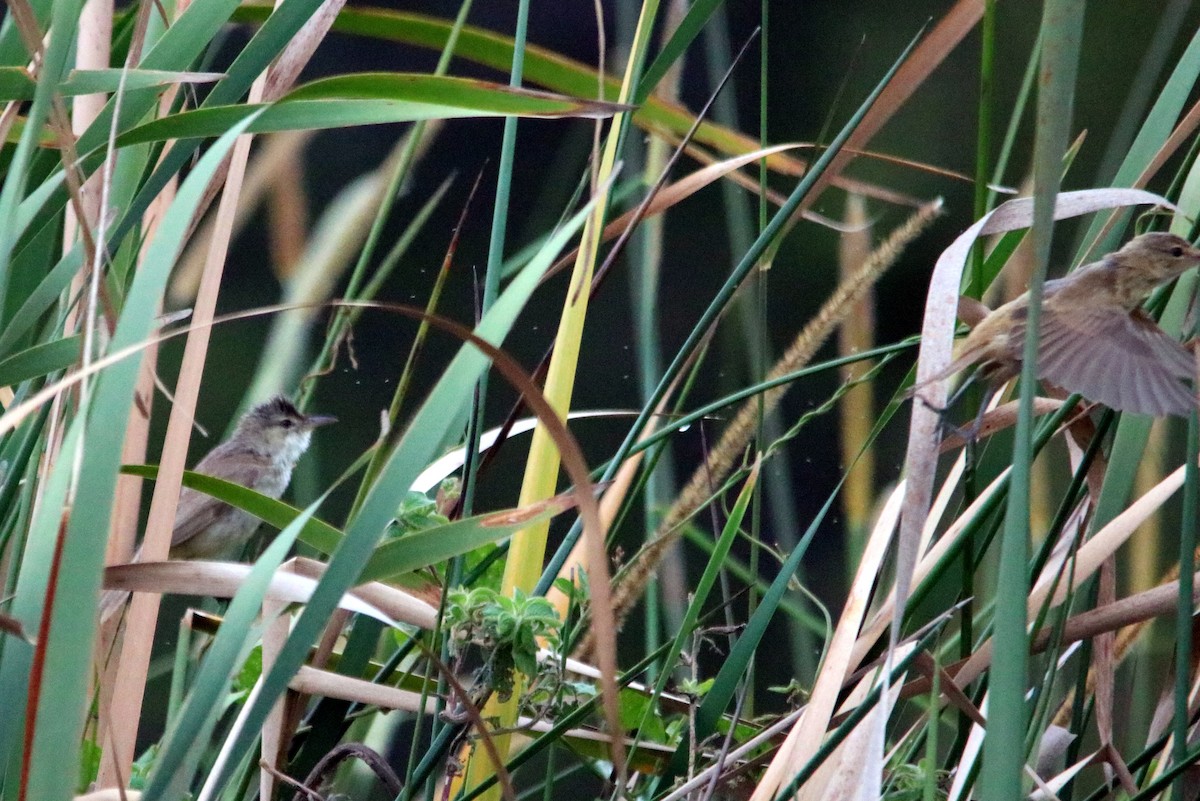 Australian Reed Warbler - ML22718721