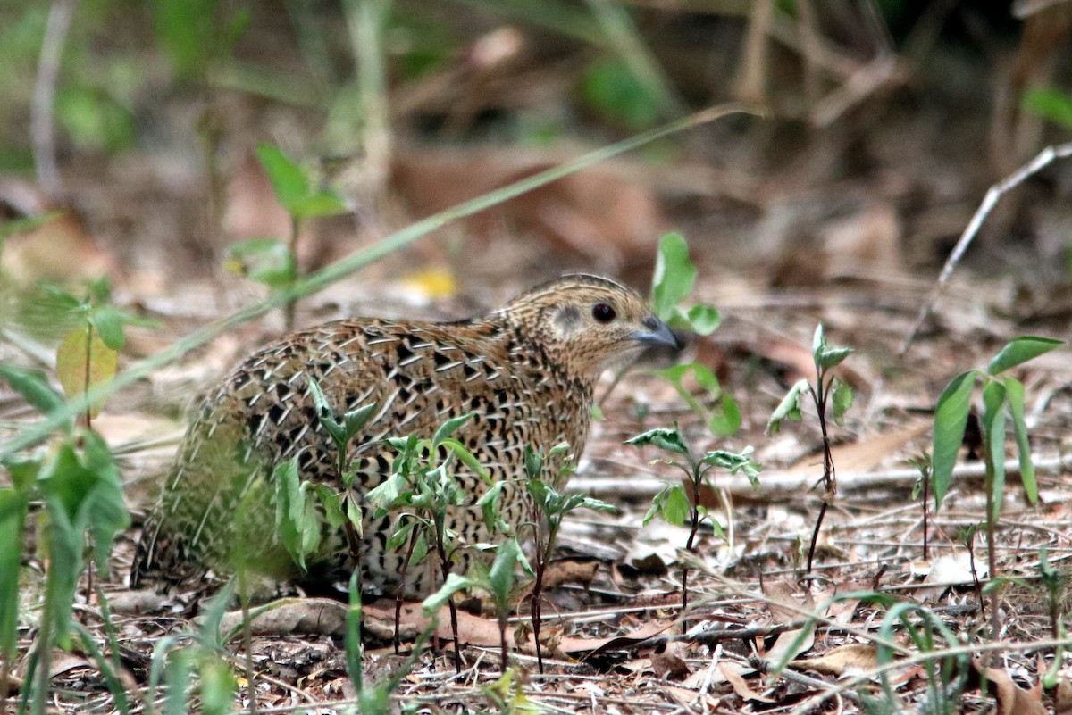 Brown Quail - ML22718861