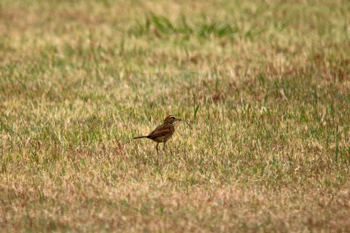 Australian Pipit - ML22718891