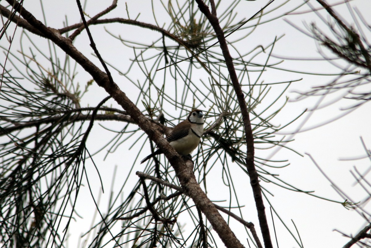 Double-barred Finch - ML22718911