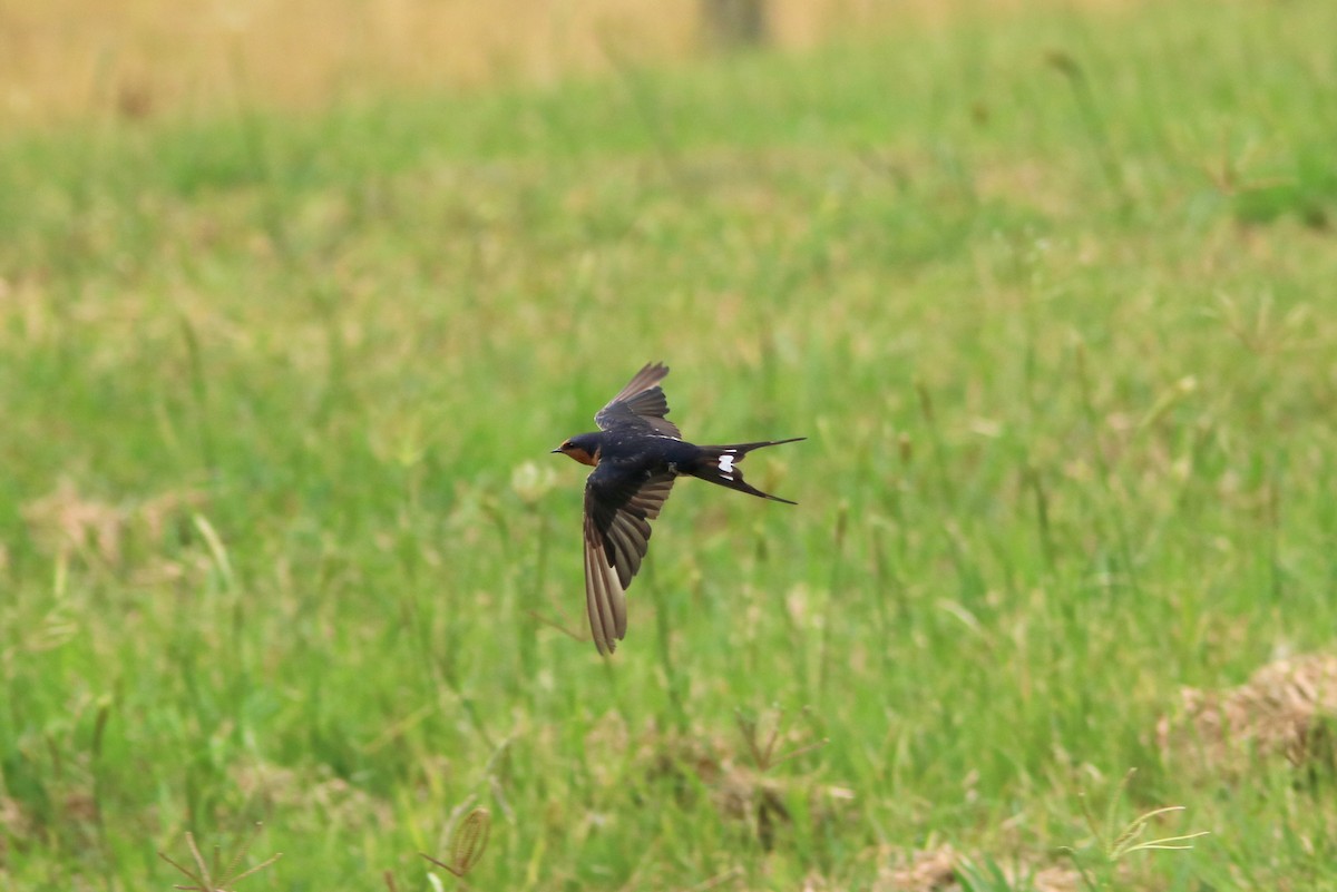 Hirondelle messagère - ML22718941