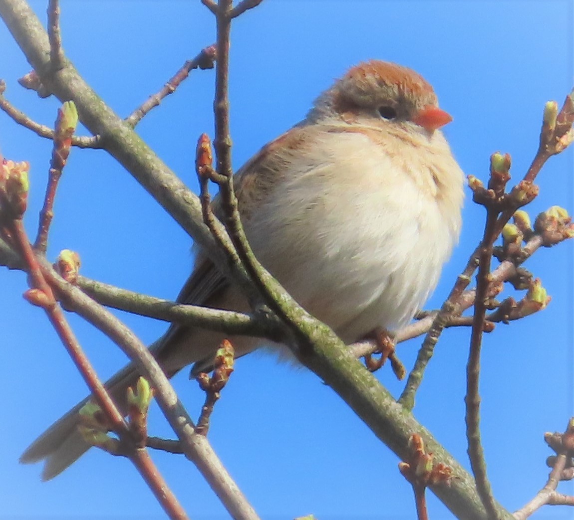 Field Sparrow - ML227189971