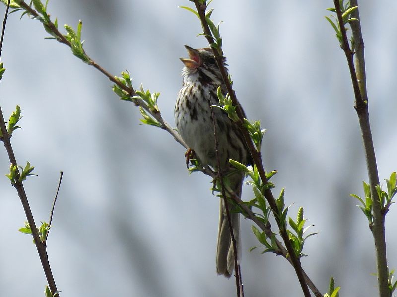 Song Sparrow - Tracy The Birder