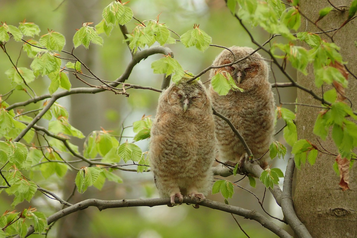 Tawny Owl - Philip O. M. Steinhoff