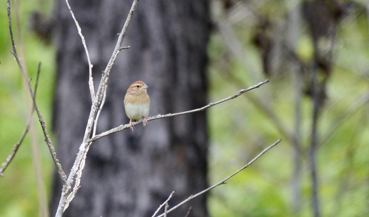 Bachman's Sparrow - ML227194481