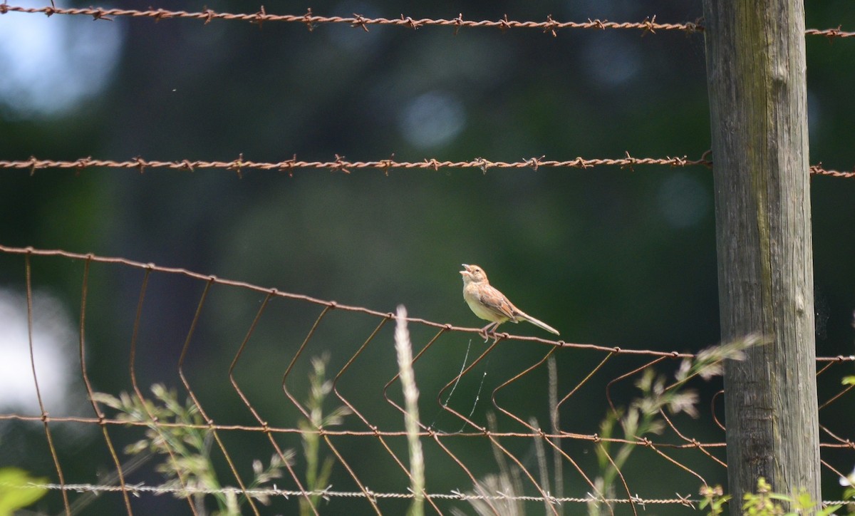 Bachman's Sparrow - ML227194531
