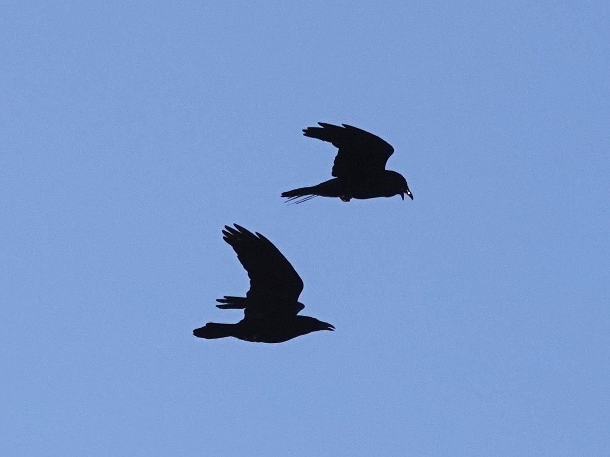 Common Raven - ML227195181