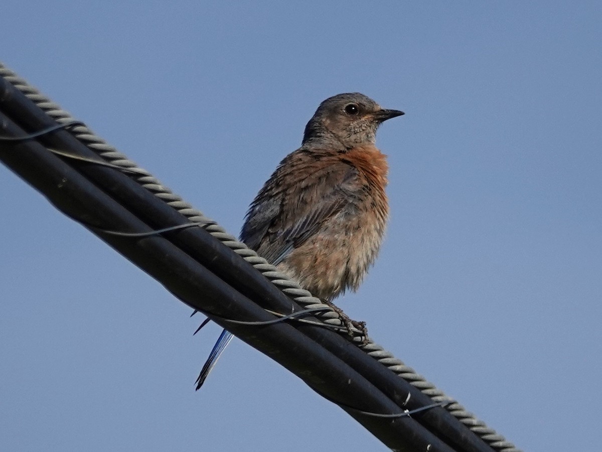 Western Bluebird - ML227196121