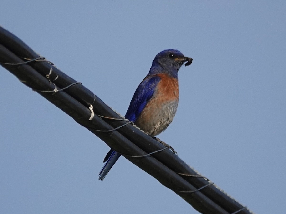 Western Bluebird - ML227196201