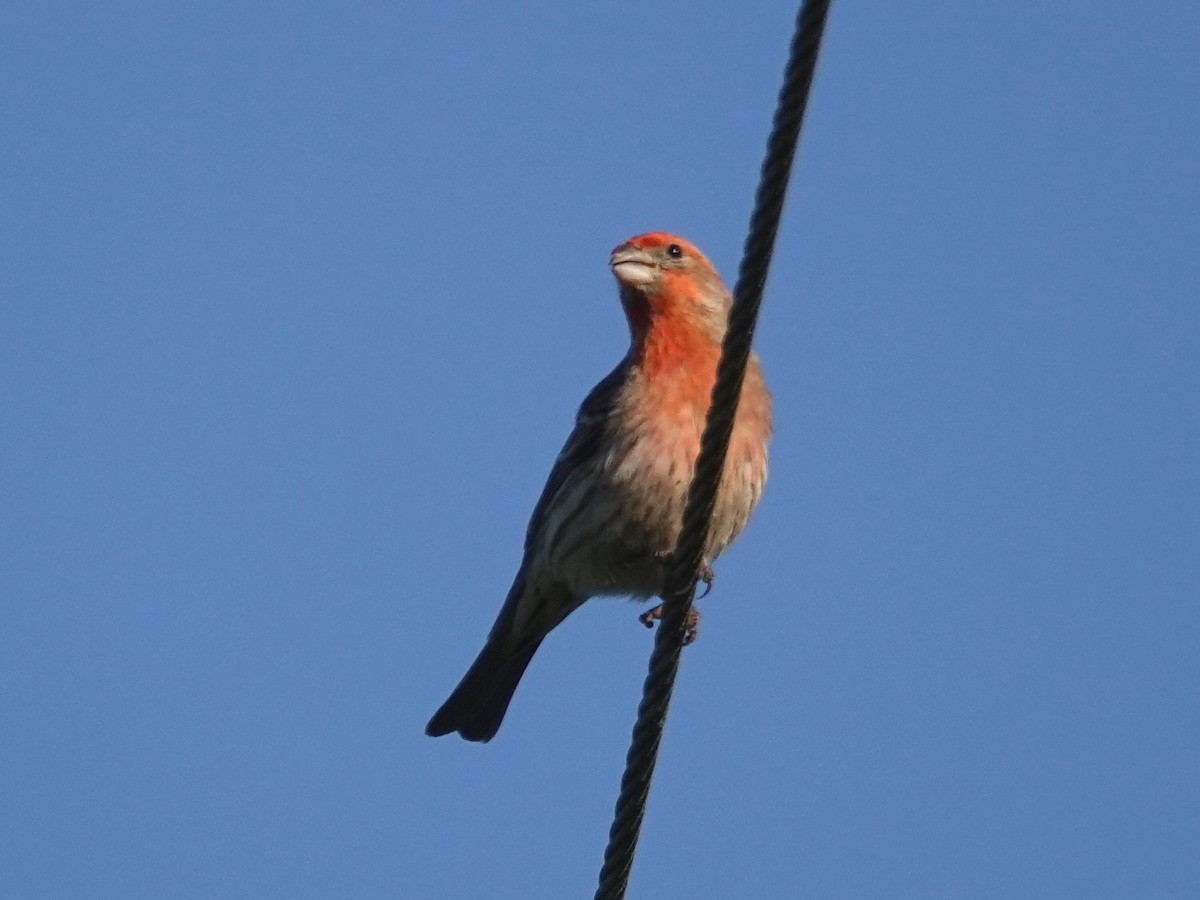 House Finch - ML227196411