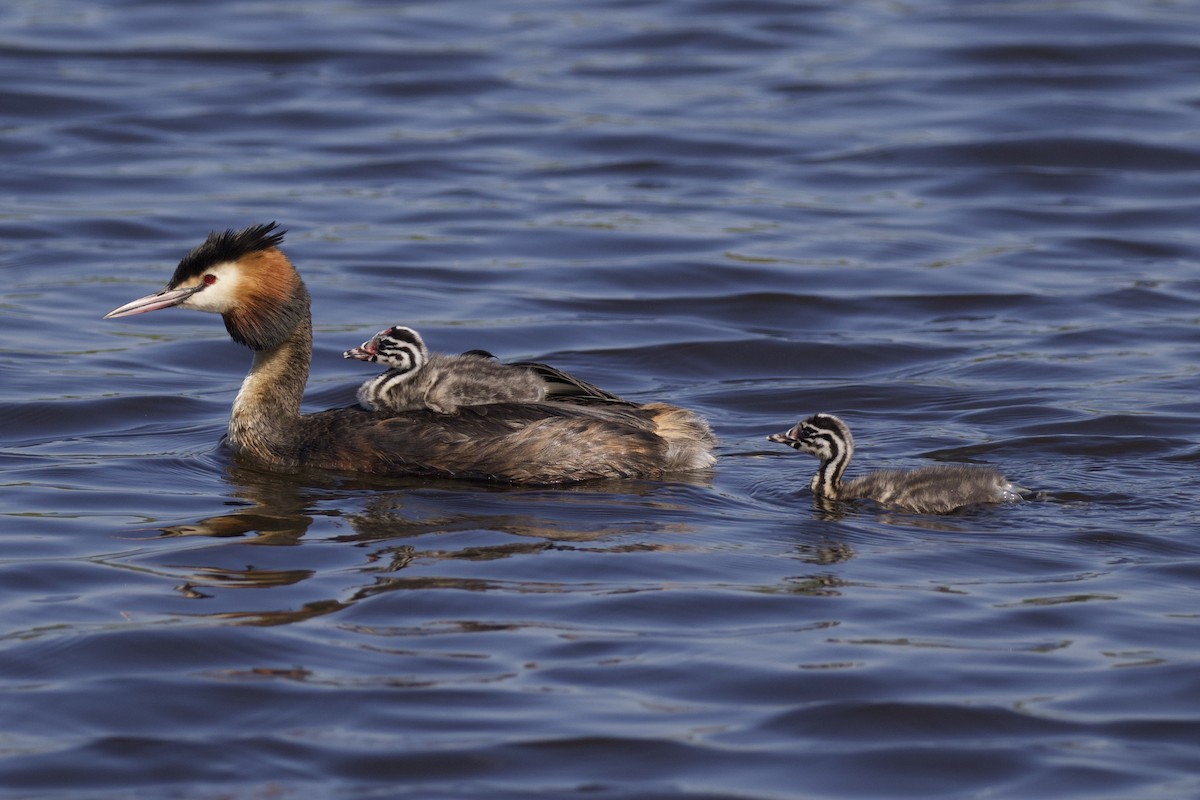 Great Crested Grebe - ML227197321