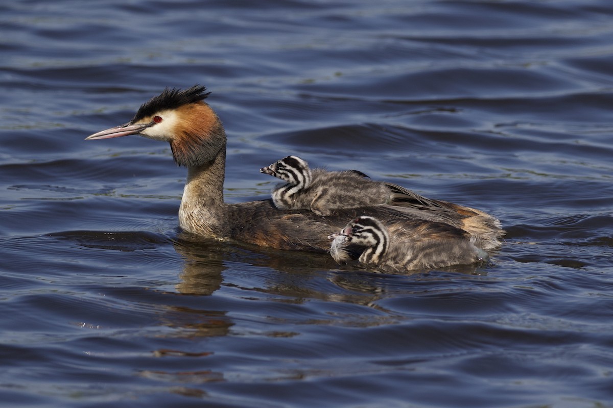 Great Crested Grebe - ML227197331