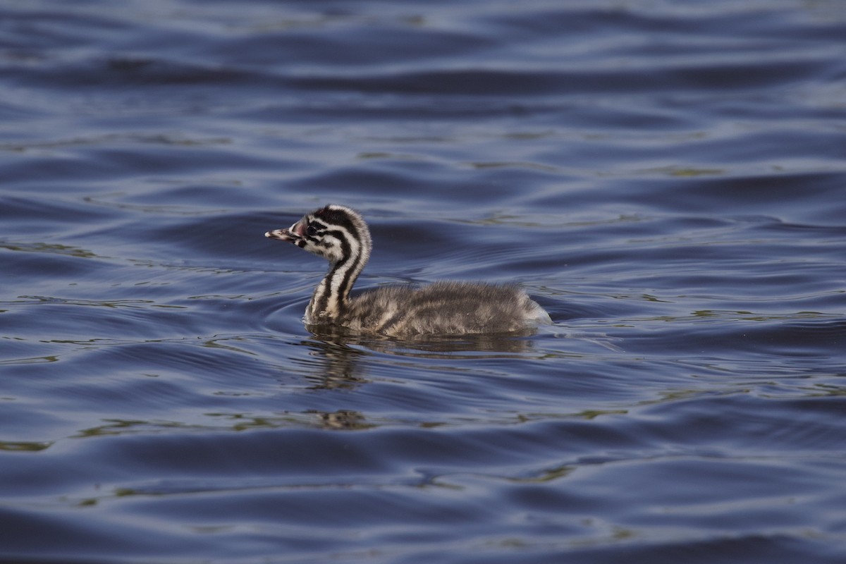 Great Crested Grebe - ML227197361