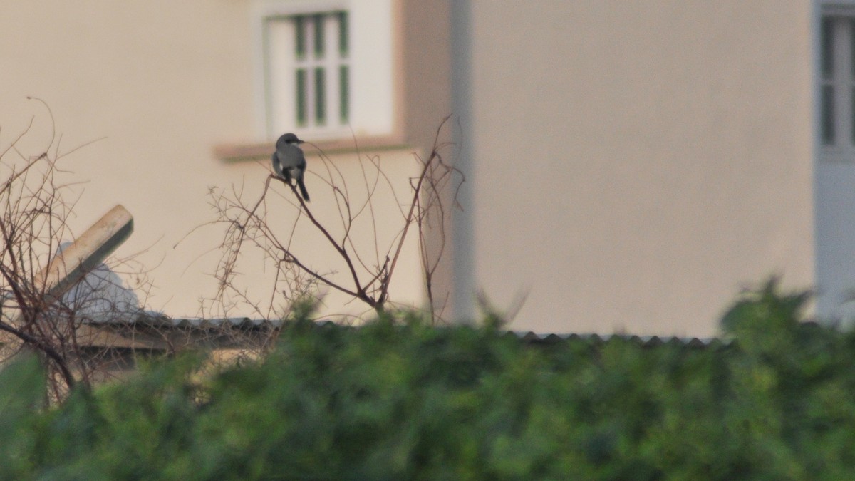 Great Gray Shrike (Sahara) - ML22719991