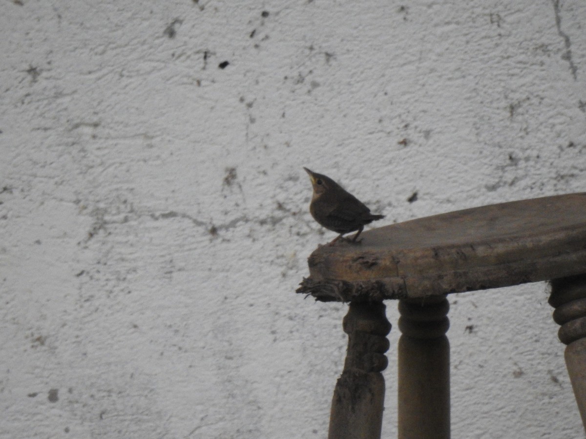 House Wren - ML227200421