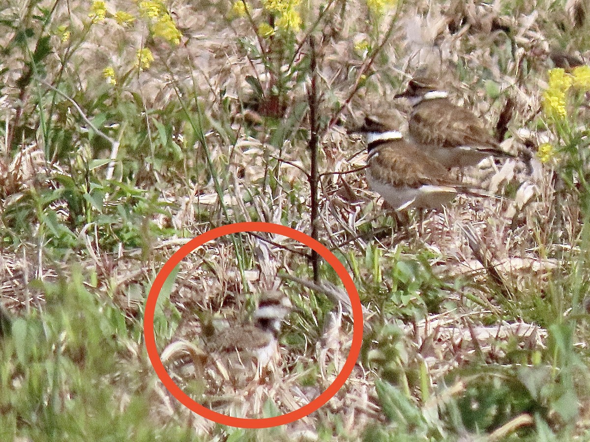 Killdeer - ML227200791