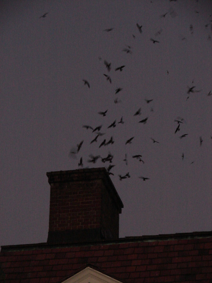 Vaux's Swift - ML227200931